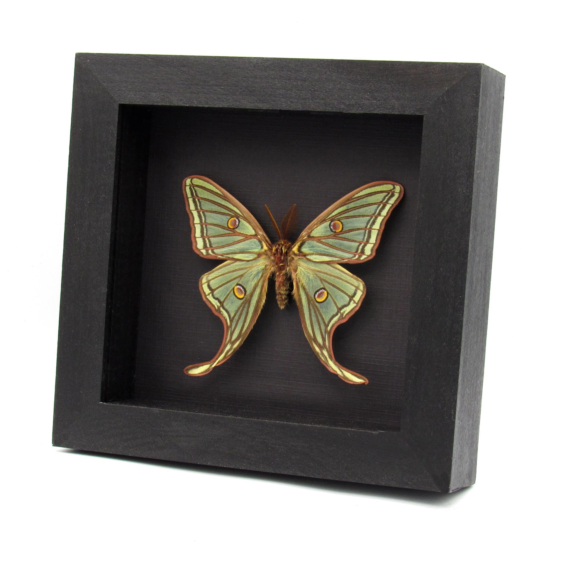 Rare XL Spanish Moon moth framed taxidermy - Graellsia isabellae