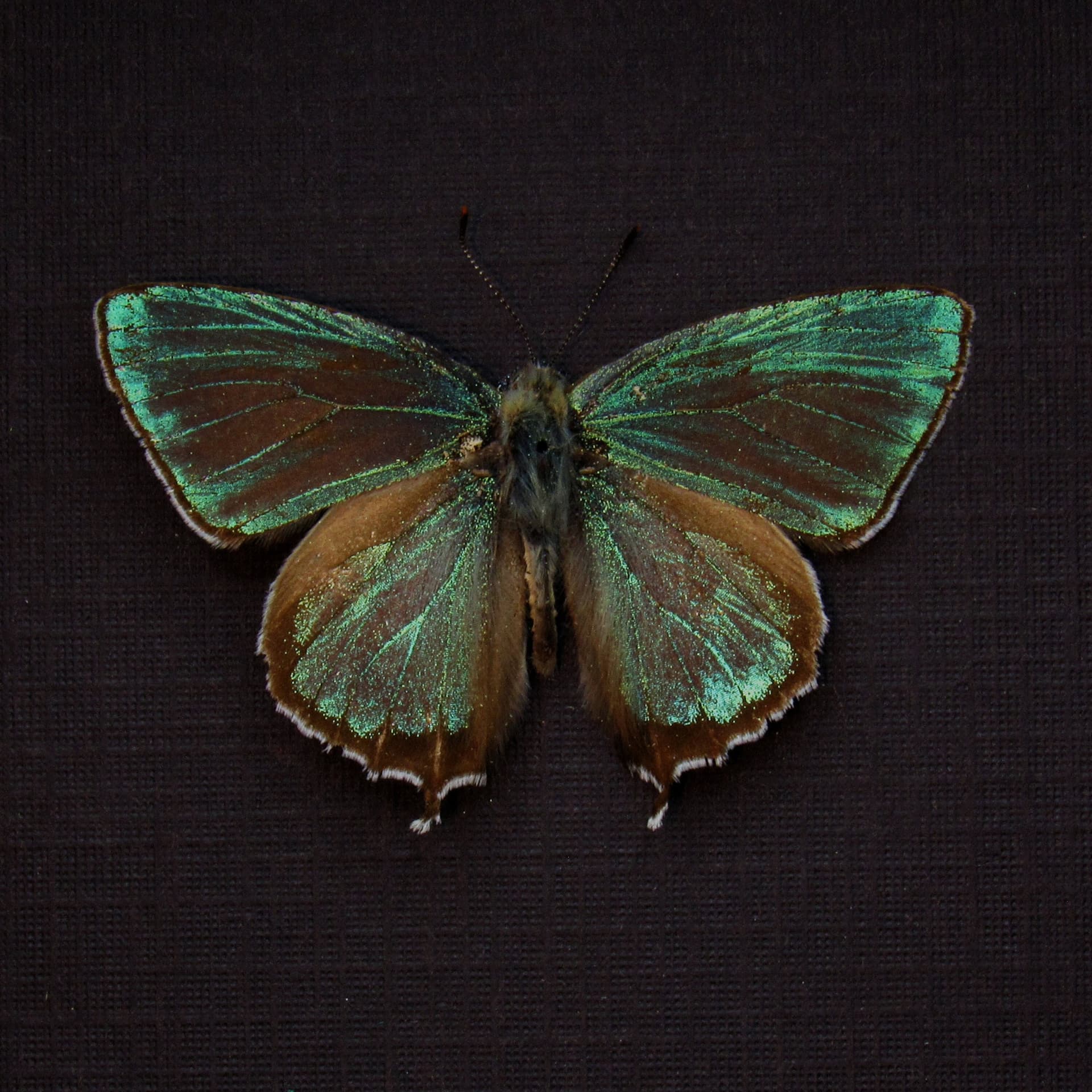 Real tiny metallic green butterfly framed taxidermy - Chrysozephyrus mushaellus - Victorian mount