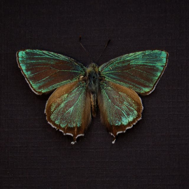 Real tiny metallic green butterfly framed taxidermy - Chrysozephyrus mushaellus - Victorian mount