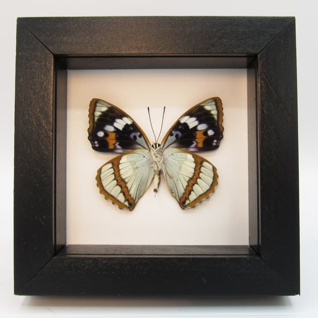 Real framed taxidermy butterfly - Mimathyma schrenckii