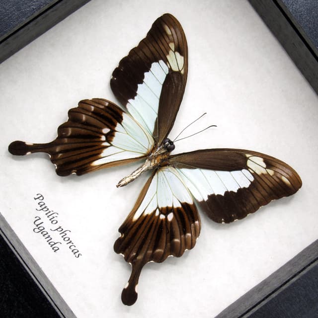 Real seafoam green butterfly framed taxidermy - Papilio phorcas