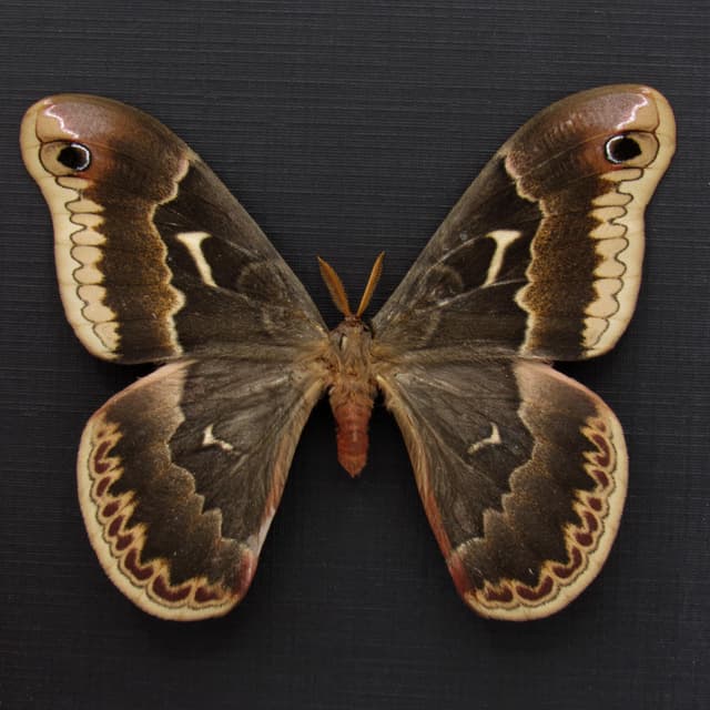 Real Tuliptree Silkmoth framed taxidermy - Callosamia angulifera