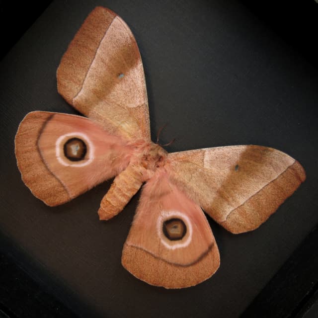 Rare pink Giant African Emperor moth framed taxidermy - Gonimbrasia hecate - female