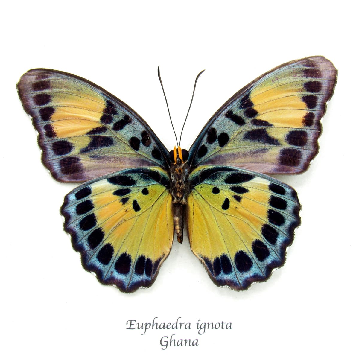 Rare Ghana Ceres Forester butterfly framed taxidermy - Euphaedra ignota - female