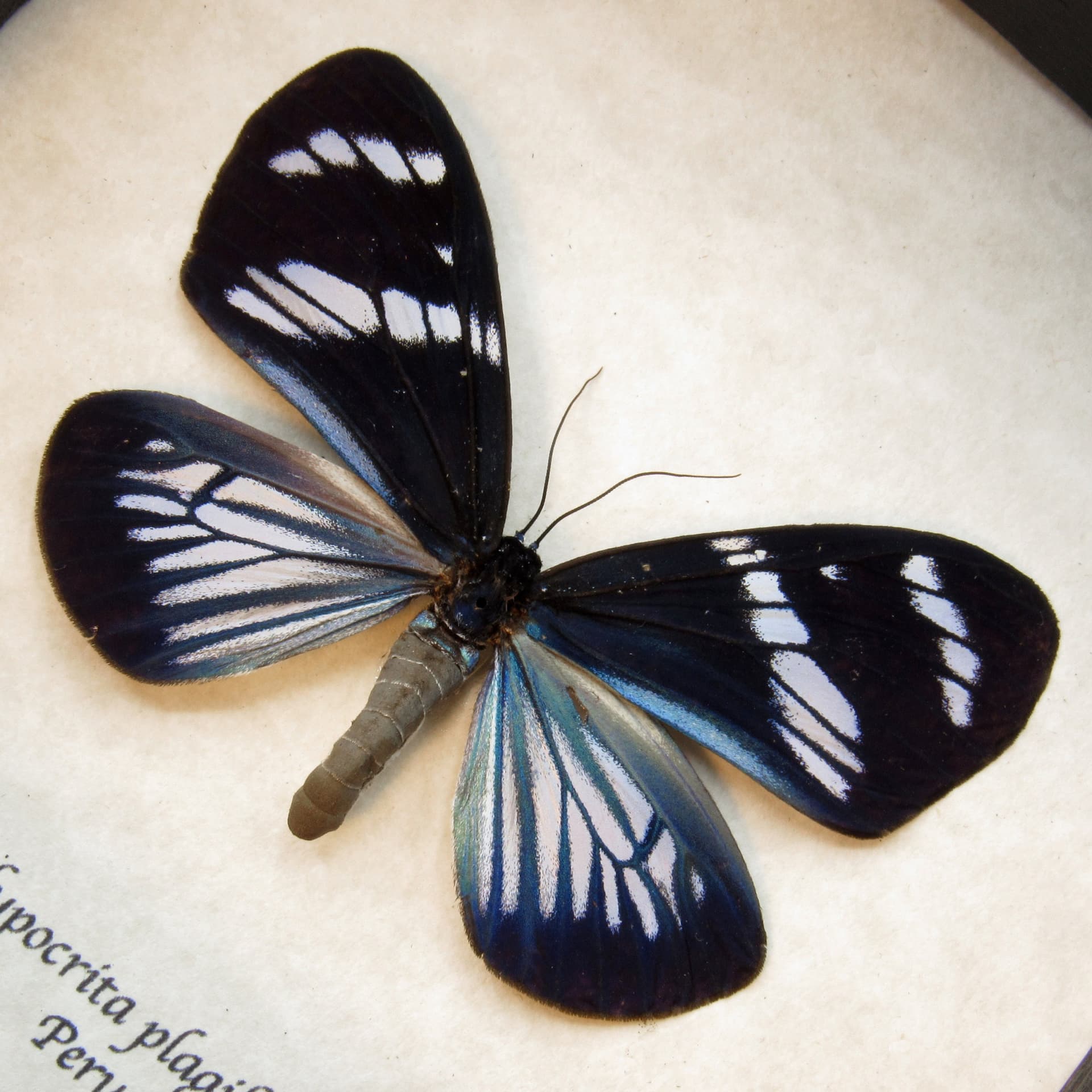 Real metallic framed taxidermy moth - Hypocrita plagifera