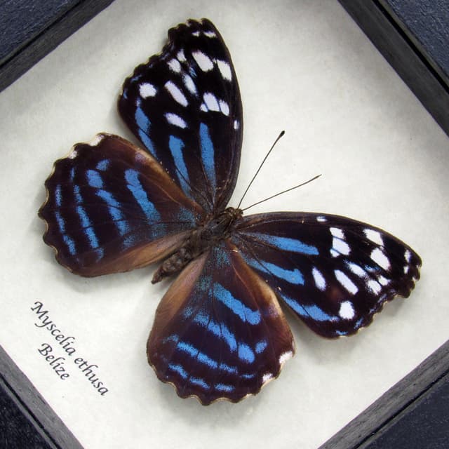 Real Blue Wing butterfly framed taxidermy - Myscelia ethusa - large female
