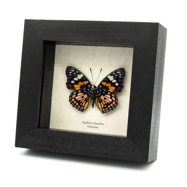 Real framed taxidermy stained glass butterfly - Sephisa chandra - 2