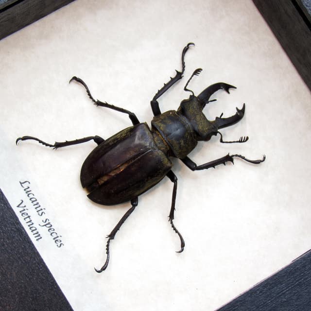Real Stag beetle framed taxidermy - Lucanis species