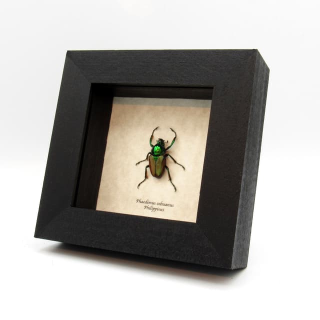 Real metallic green Scarab beetle framed taxidermy - Phaedimus zebuanus