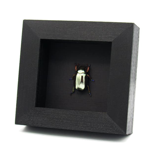 Rare silver Jewel beetle framed taxidermy - Chrysina chrysargyrea