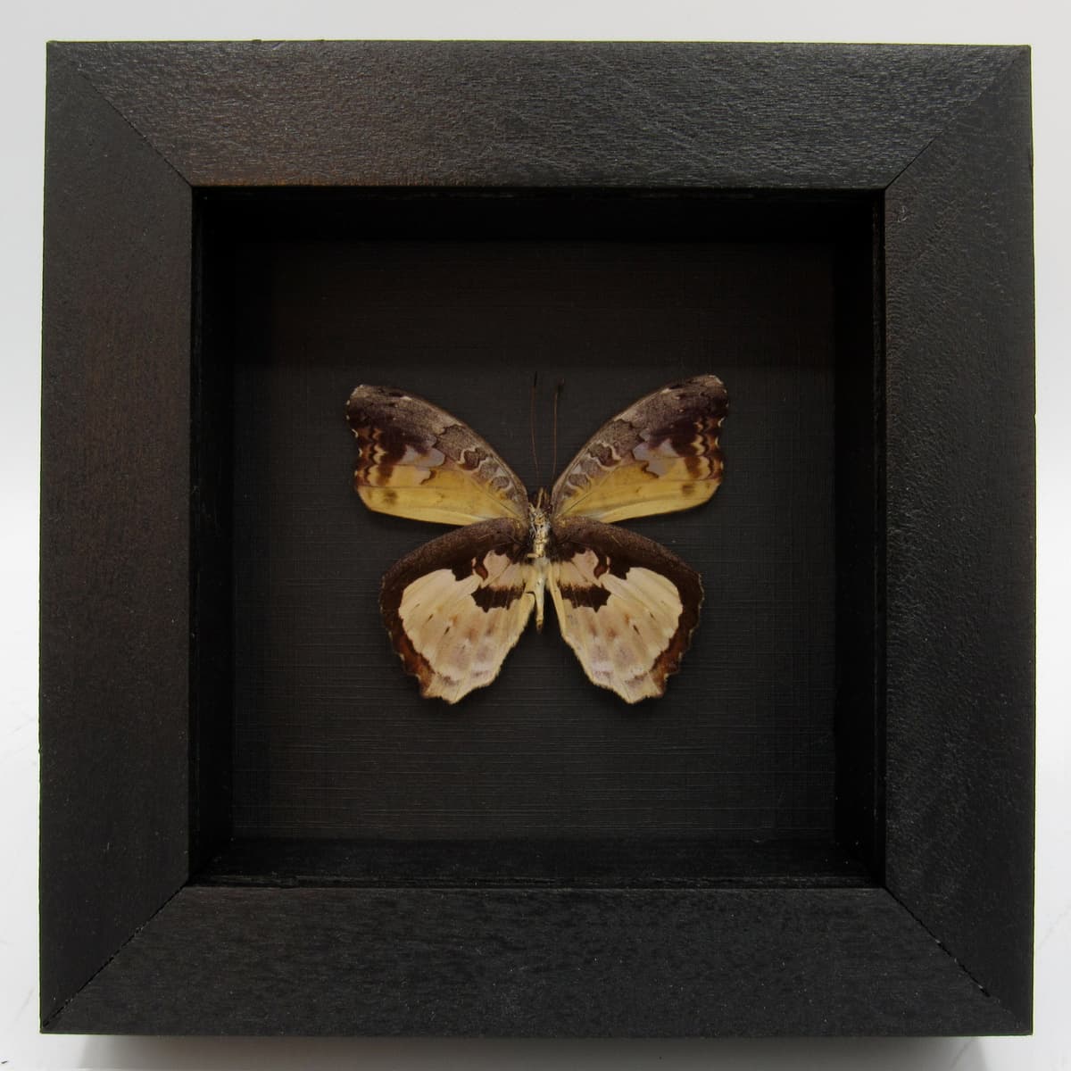 Real framed taxidermy butterfly - Euryphene gambiae - female