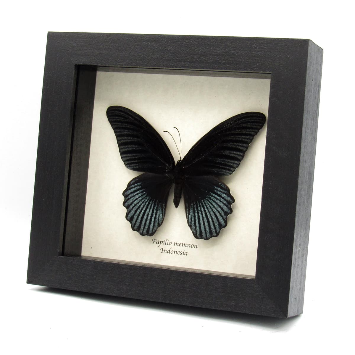 Real Great Mormon butterfly framed taxidermy - Papilio memnon
