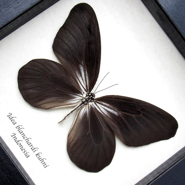 Very rare large Rice Wing butterfly framed taxidermy - Idea blanchardi kuhni - black form