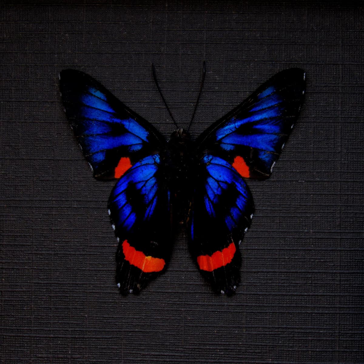 Real metallic blue Metalmark butterfly framed - Ancyluris colubra
