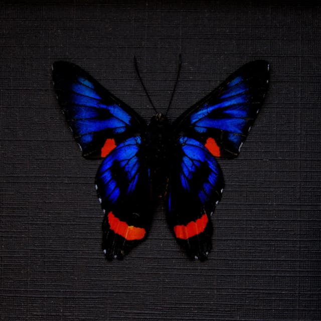 Real metallic blue Metalmark butterfly framed - Ancyluris colubra