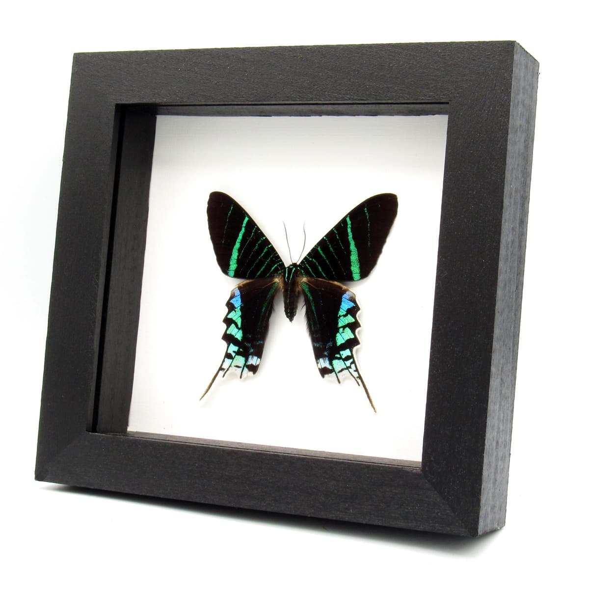 Real metallic moth framed taxidermy - Urania leilus