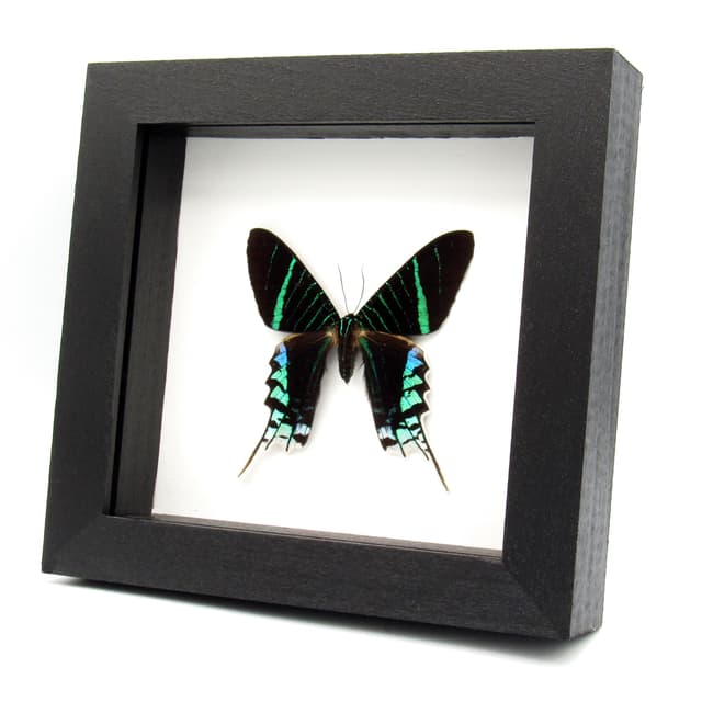 Real metallic moth framed taxidermy - Urania leilus