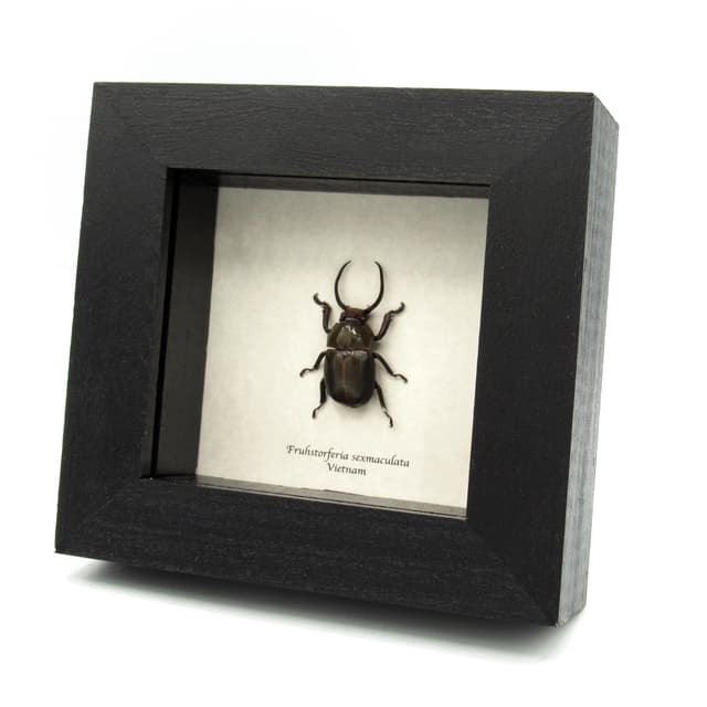 Real Horned Scarab beetle framed taxidermy - Fruhstorferia sexmaculata