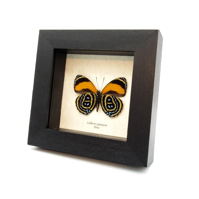 Real Superb Numberwing butterfly framed taxidermy - Callicore pastazza