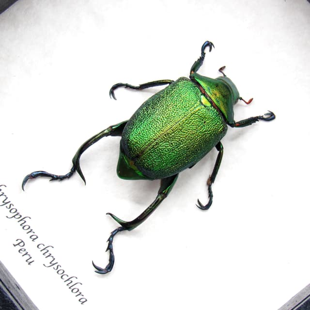 Real metallic green Scarab beetle framed taxidermy - Chrysophora chrysochlora - large