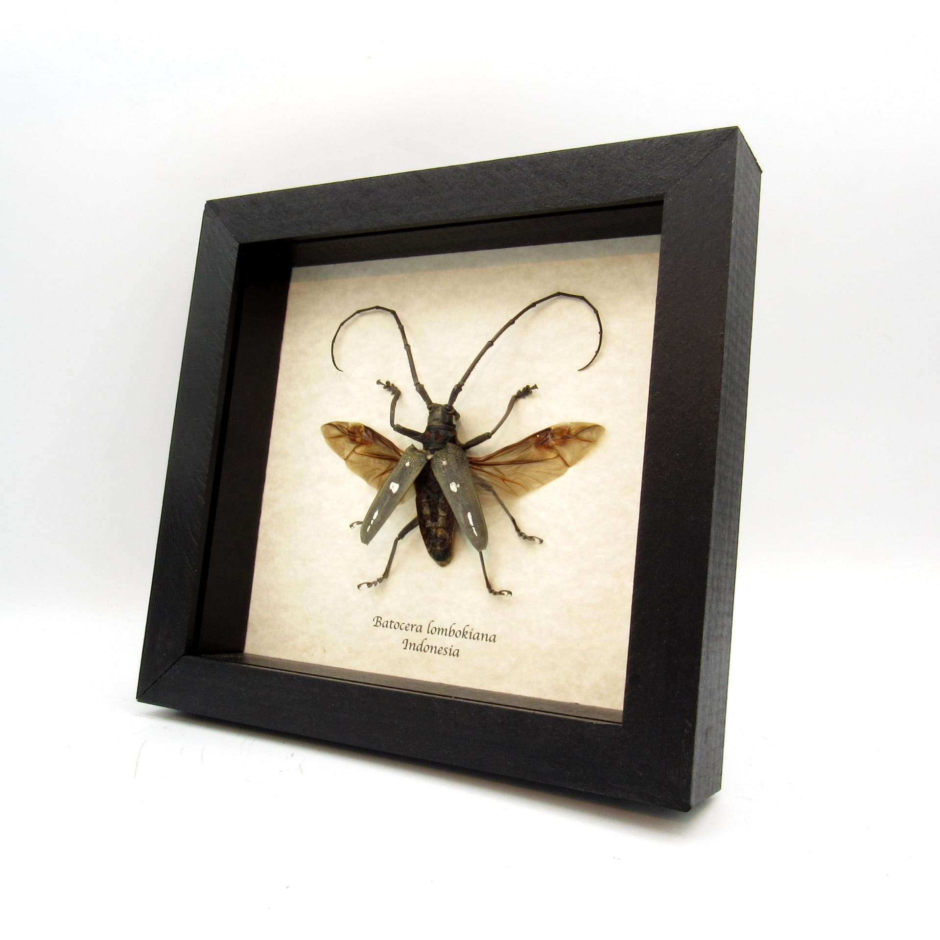 Real Long Horn beetle framed taxidermy - Batocera lombokiana - large