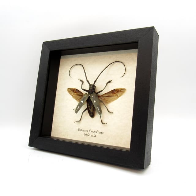 Real Long Horn beetle framed taxidermy - Batocera lombokiana - large