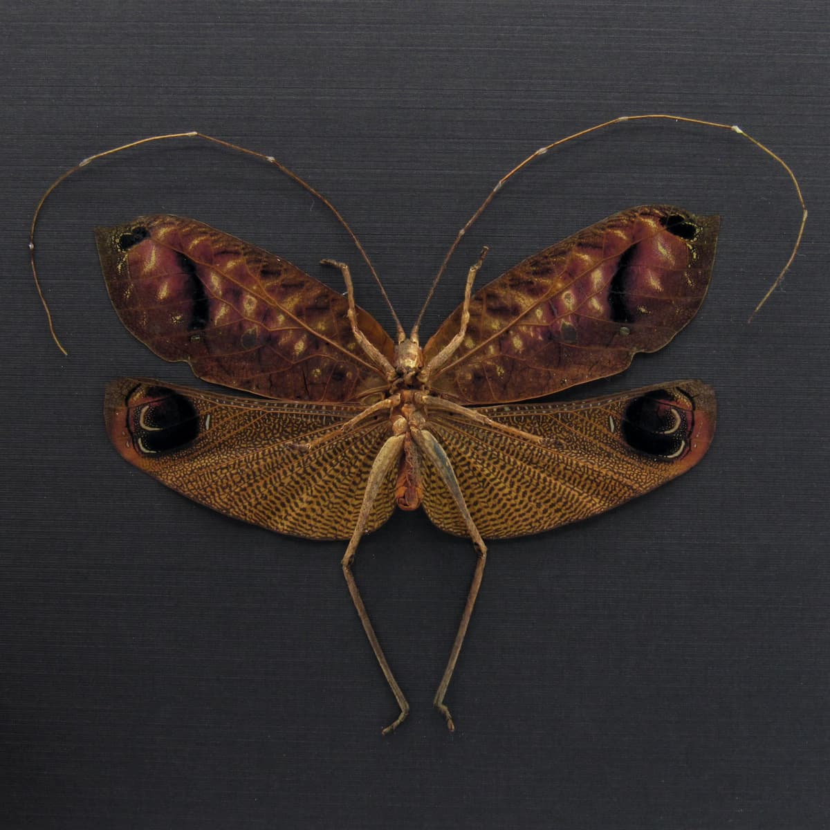 Rare Peacock katydid framed taxidermy - Pterochroza ocellata