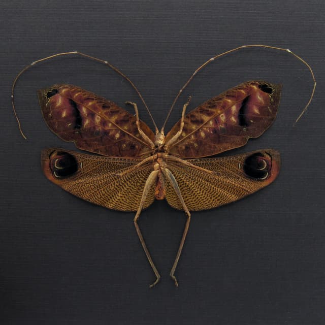 Rare Peacock katydid framed taxidermy - Pterochroza ocellata