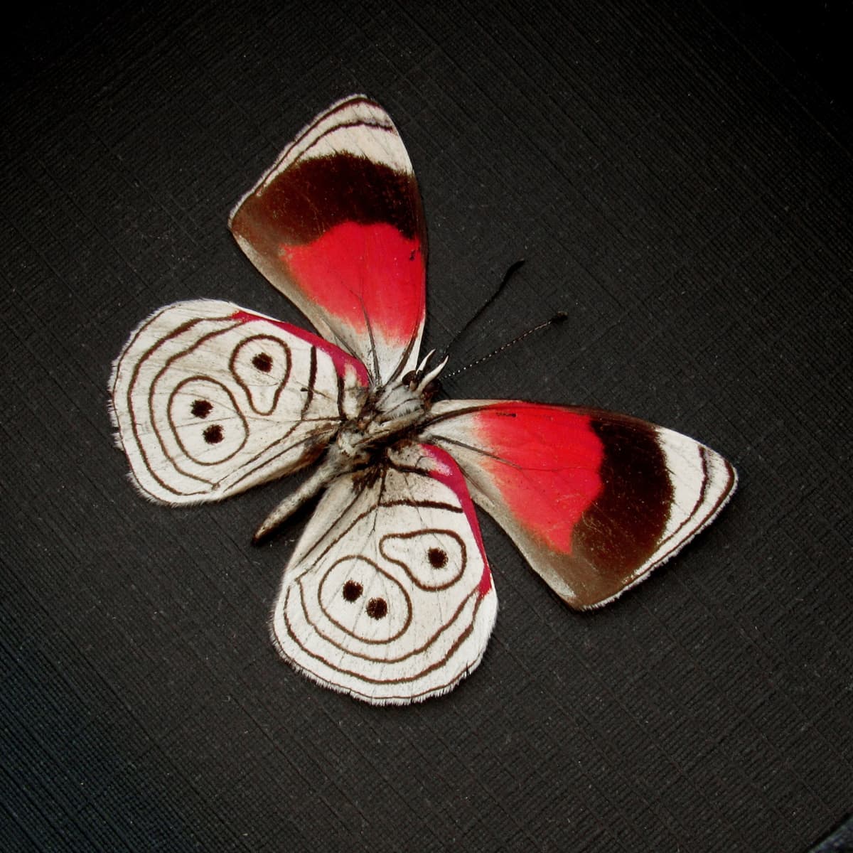 Real red Eighty-eight Butterfly framed taxidermy - Diaethria lidwina