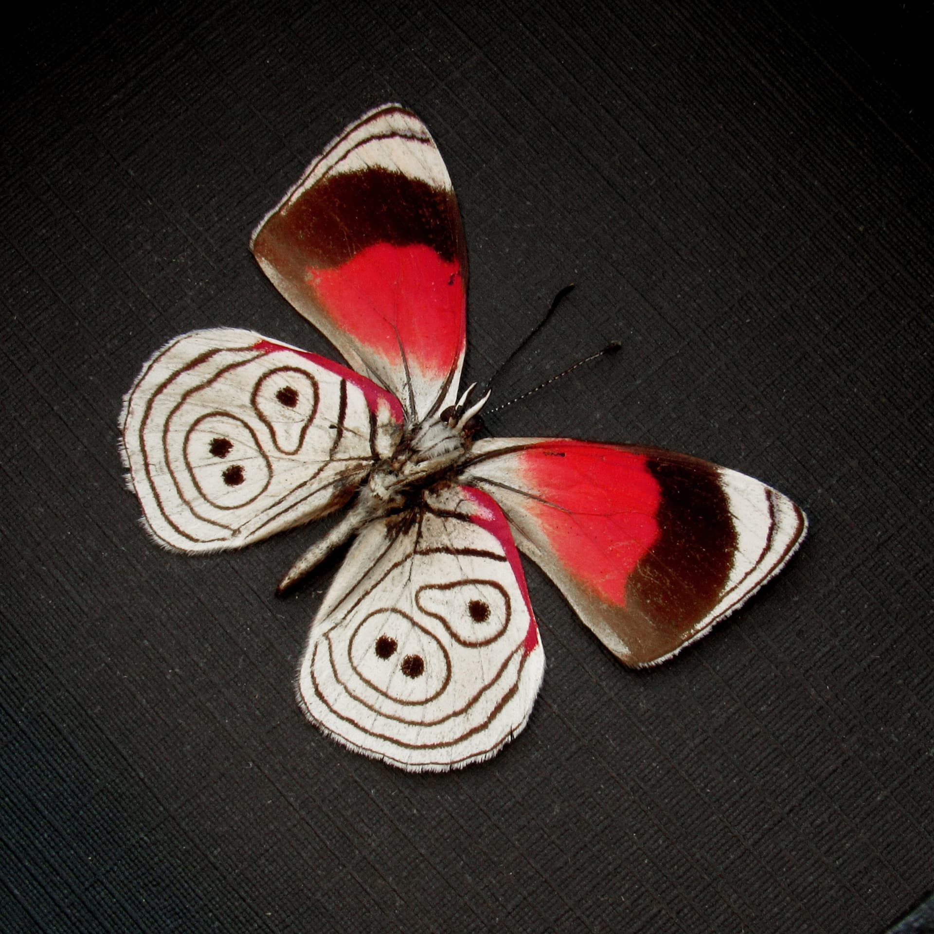 Real red Eighty-eight Butterfly framed taxidermy - Diaethria lidwina