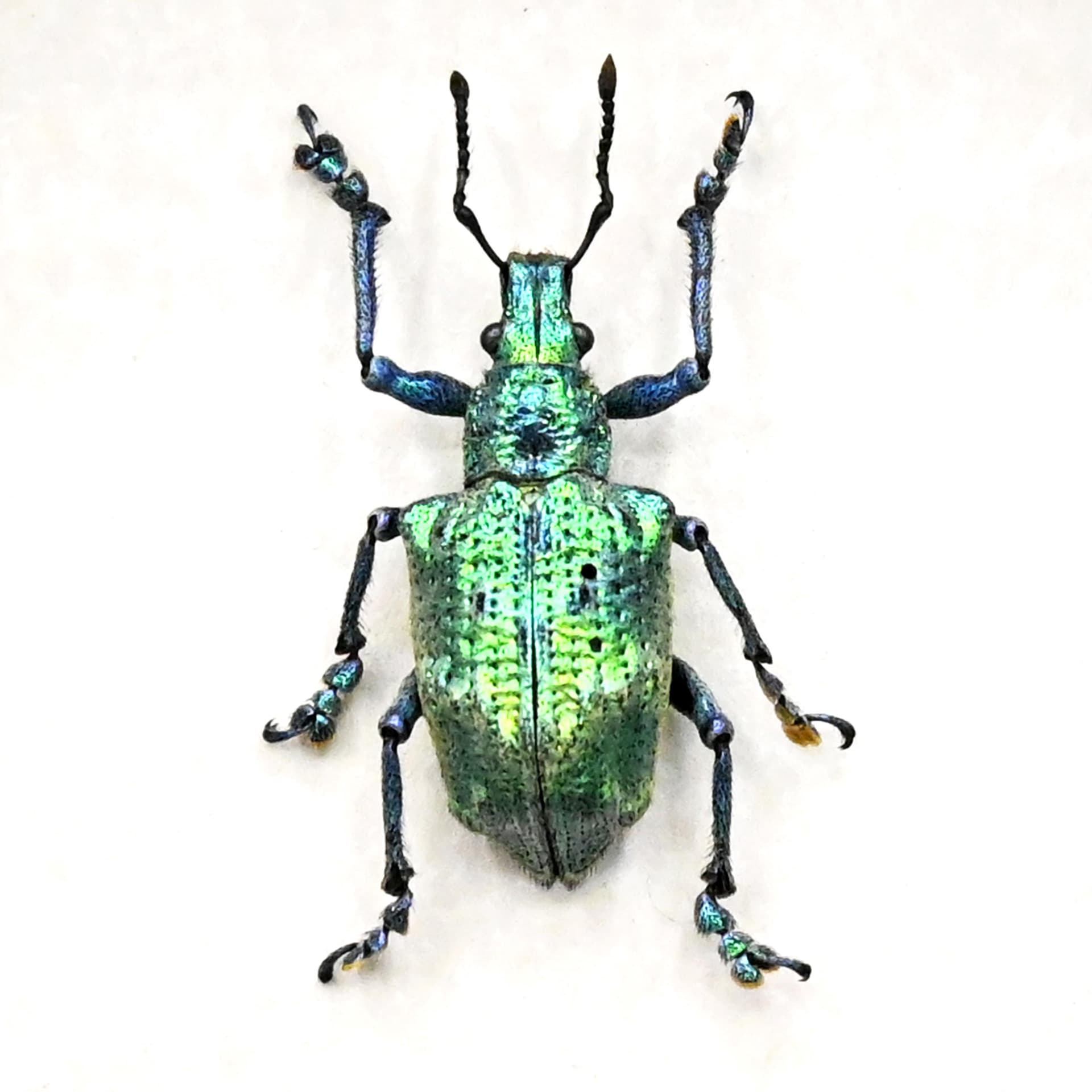 Rare extremely metallic green Weevil beetle framed taxidermy - Lamprocyphus augustus