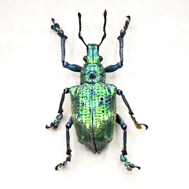 Rare extremely metallic green Weevil beetle framed taxidermy - Lamprocyphus augustus