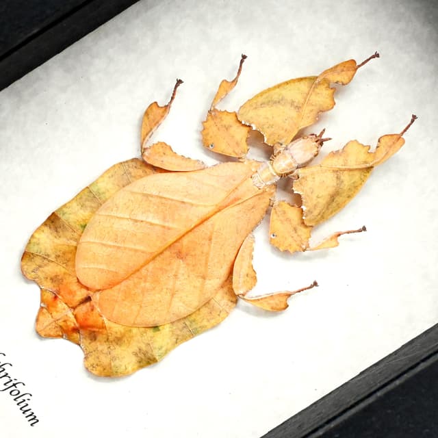 Rare Orange Walking Leaf bug framed taxidermy - Phyllium pulchrifolium