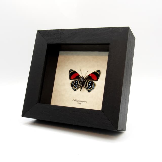 Real red Hesperis 88 butterfly framed taxidermy - Callicore hesperis