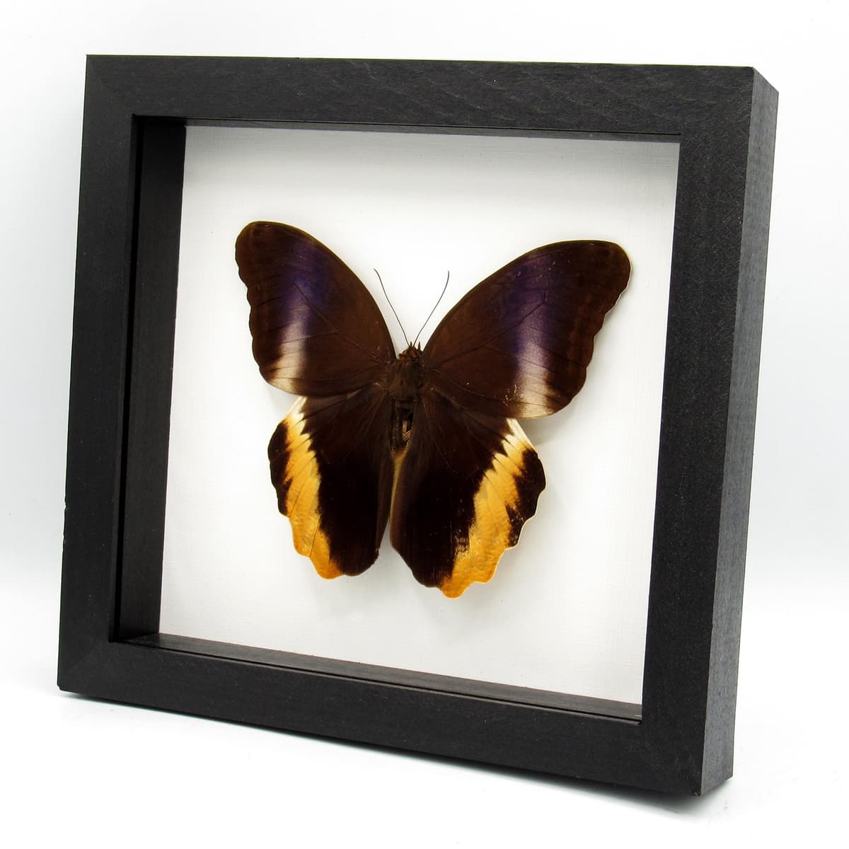 Real XL Golden Owl butterfly framed taxidermy - Caligo atreus