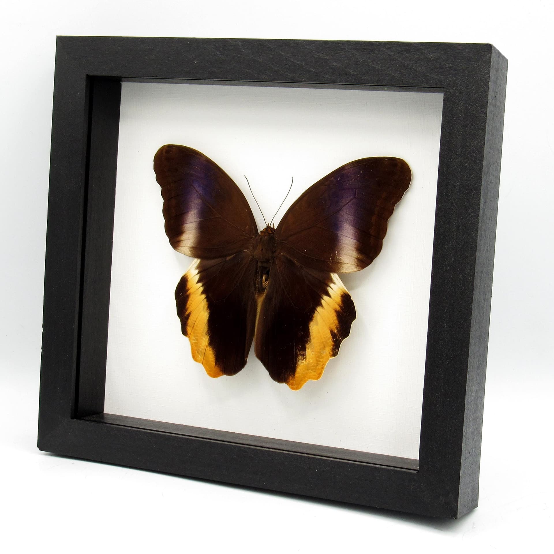 Real XL Golden Owl butterfly framed taxidermy - Caligo atreus