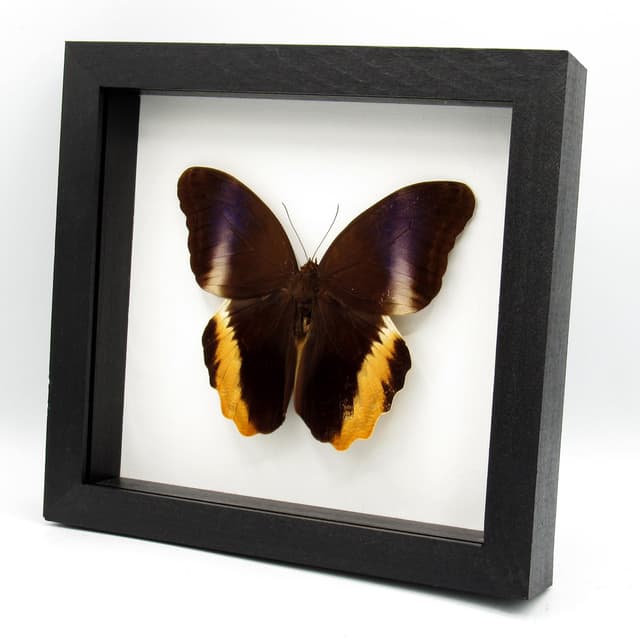 Real XL Golden Owl butterfly framed taxidermy - Caligo atreus