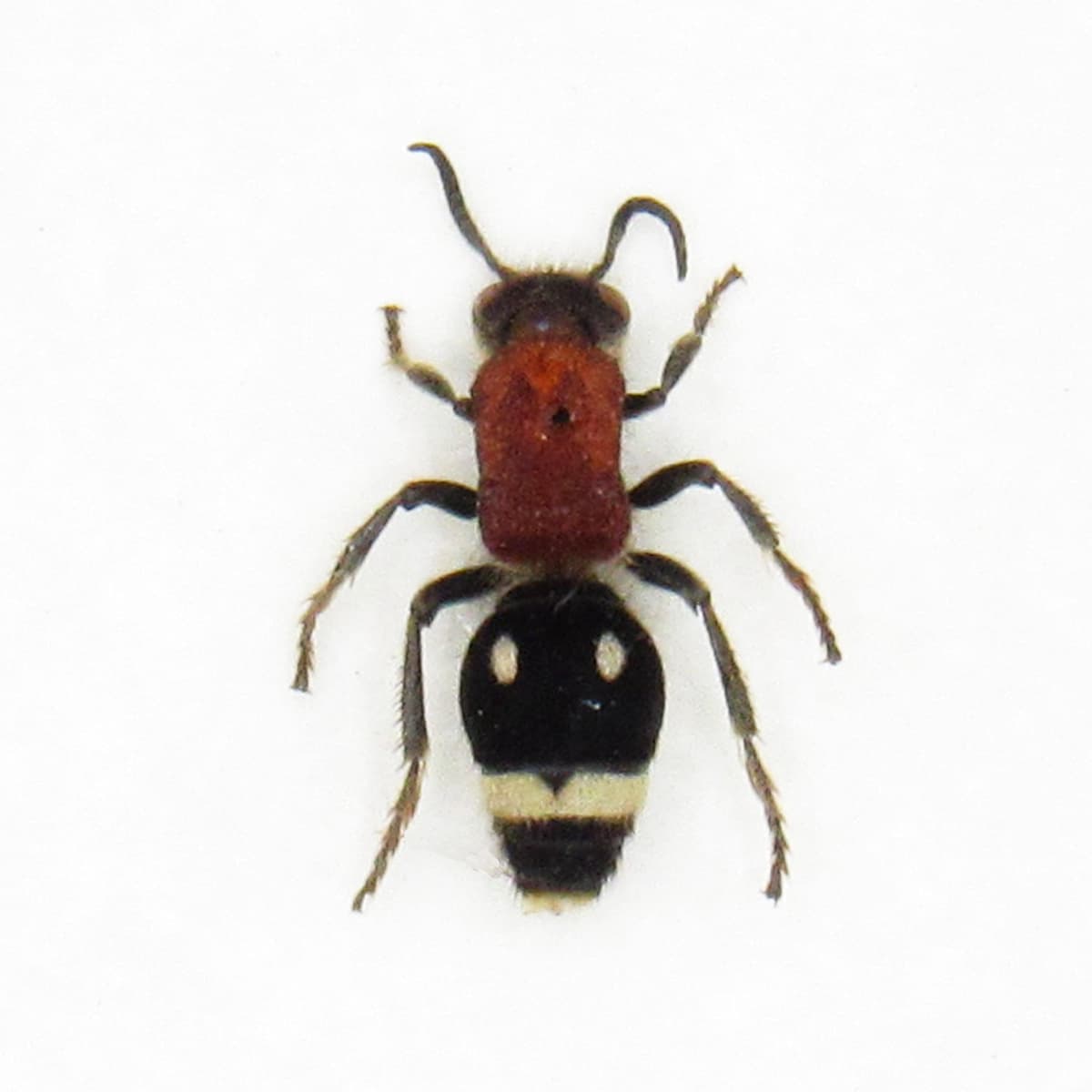 Rare red Velvet Ant framed taxidermy - Mutillidae species