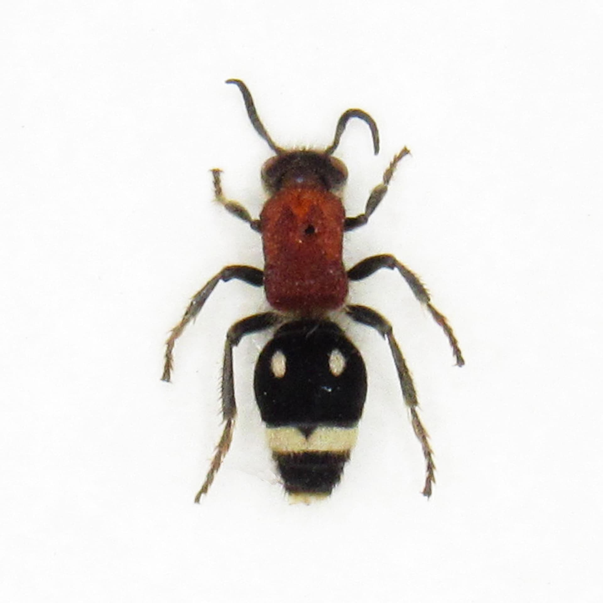 Rare red Velvet Ant framed taxidermy - Mutillidae species