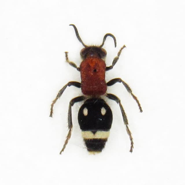 Rare red Velvet Ant framed taxidermy - Mutillidae species