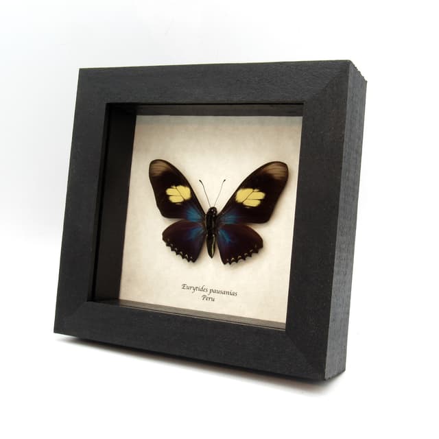 Real iridescent blue butterfly framed taxidermy - Eurytides pausanias