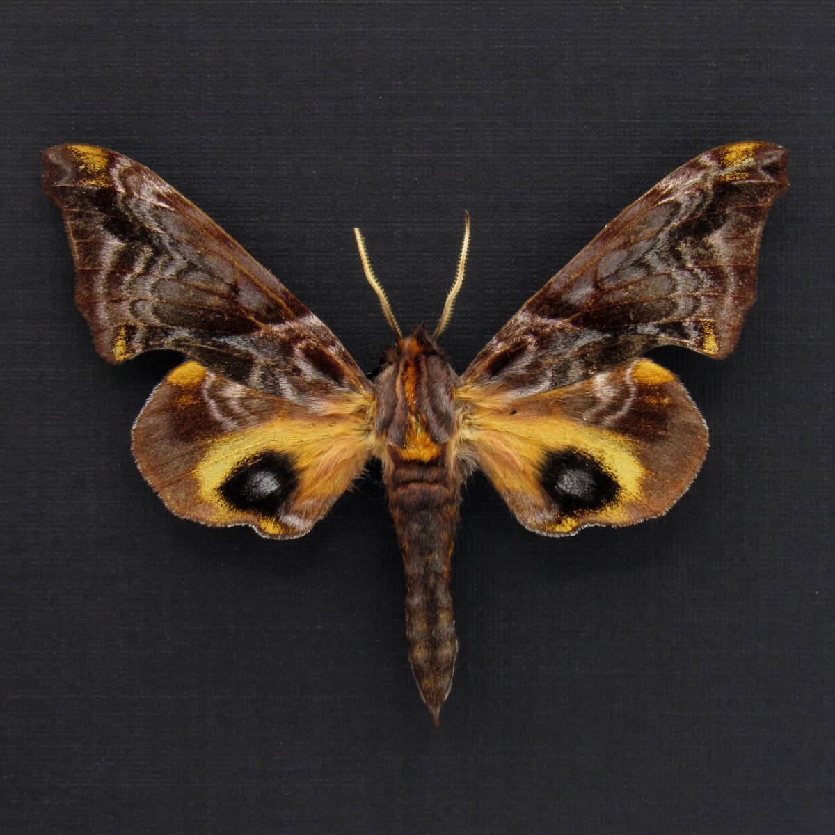 Real Small-eyed Sphinx moth framed taxidermy - Paonias myops