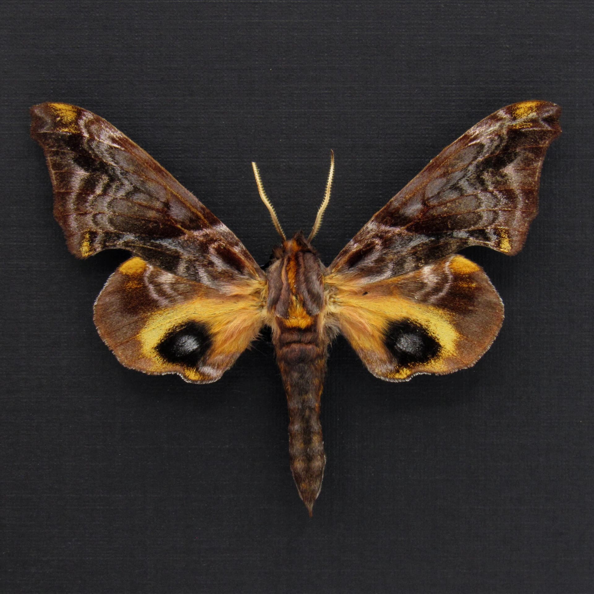 Real Small-eyed Sphinx moth framed taxidermy - Paonias myops