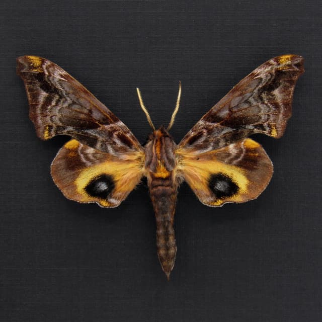Real Small-eyed Sphinx moth framed taxidermy - Paonias myops