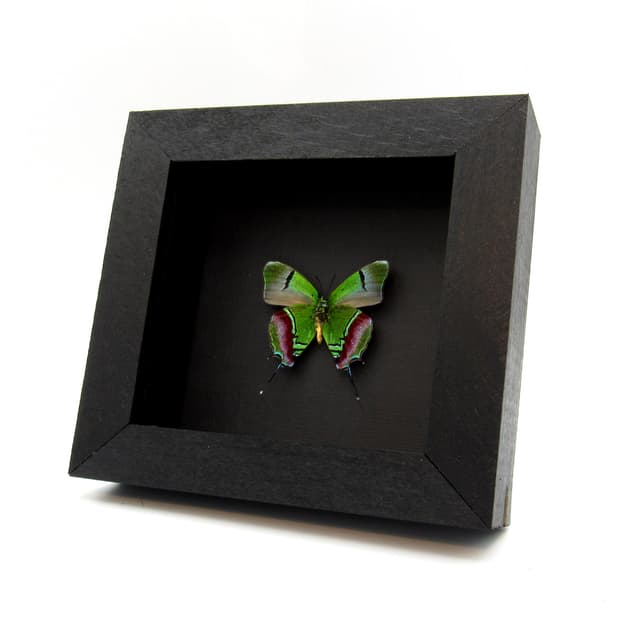 Real metallic green butterfly framed taxidermy - Evenus regalis