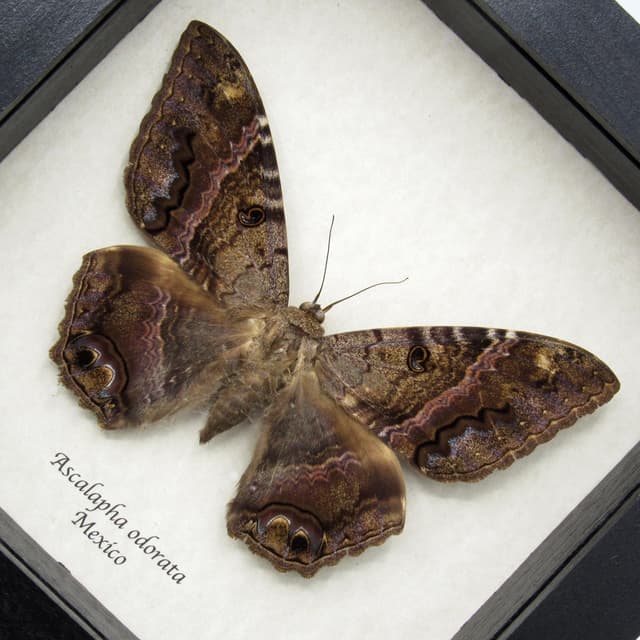 Real Black Witch moth framed taxidermy - Ascalapha odorata