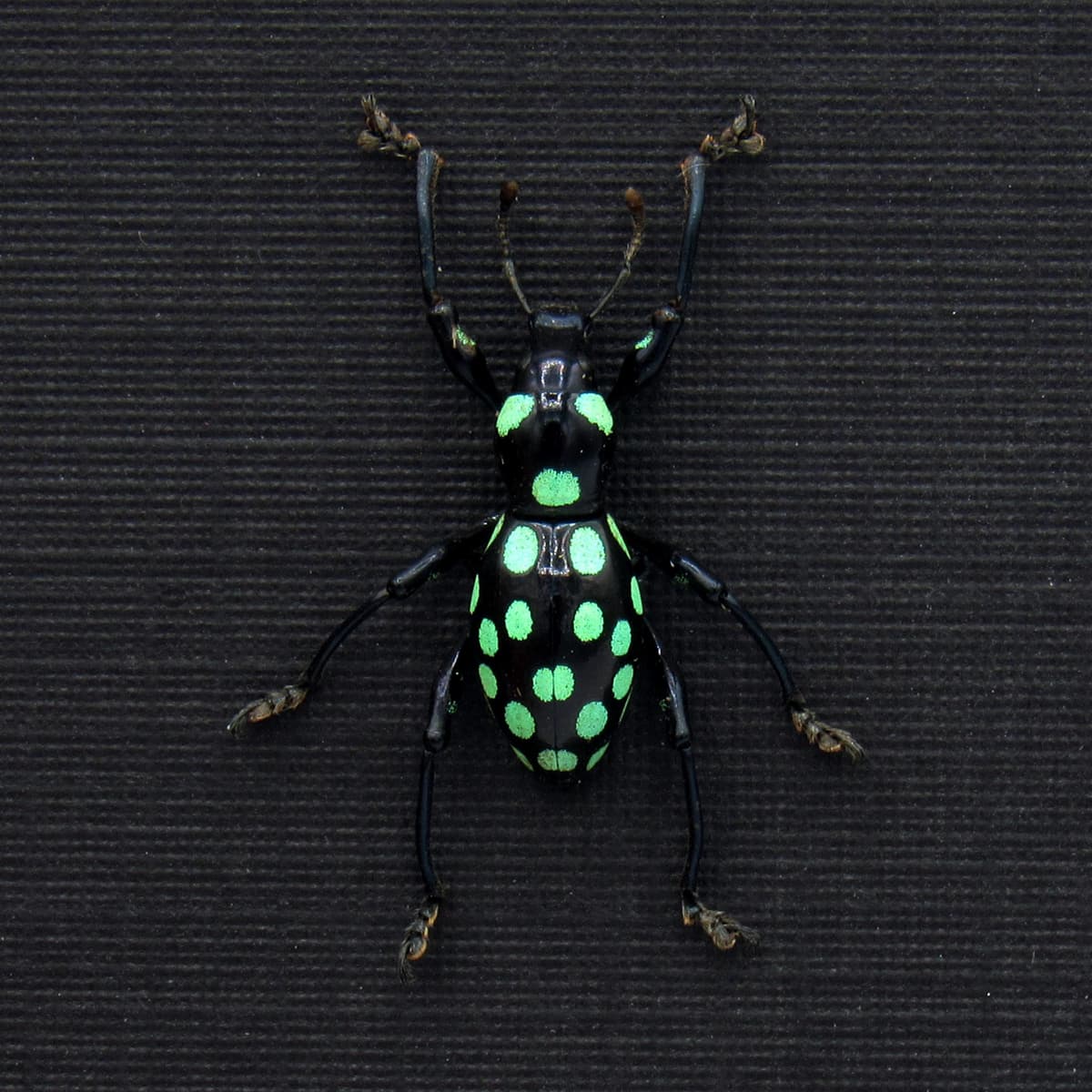 Real green polka dot weevil beetle framed specimen - Pachyrhynchus mindoroensis