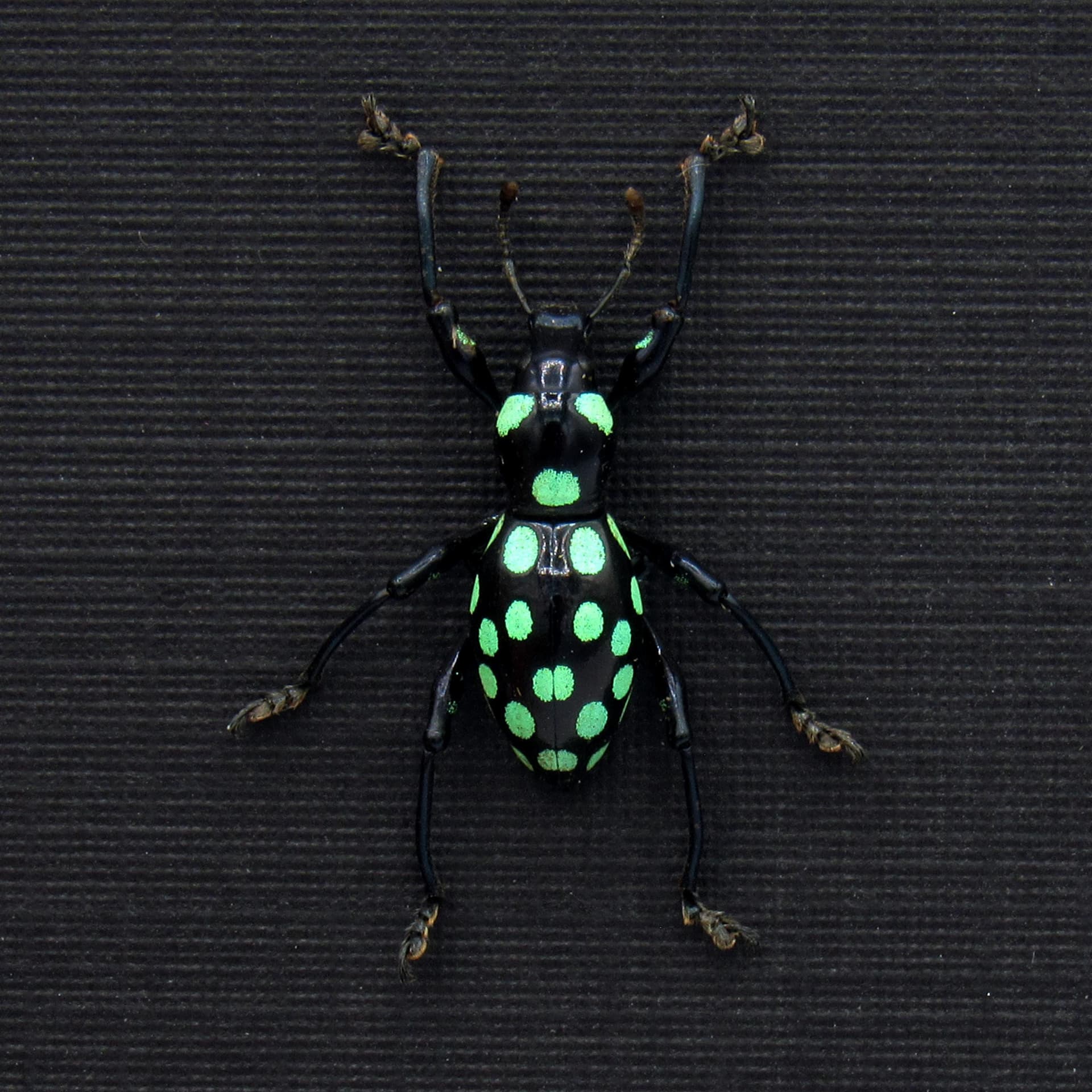 Real green polka dot weevil beetle framed specimen - Pachyrhynchus mindoroensis