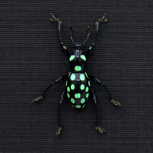 Real green polka dot weevil beetle framed specimen - Pachyrhynchus mindoroensis