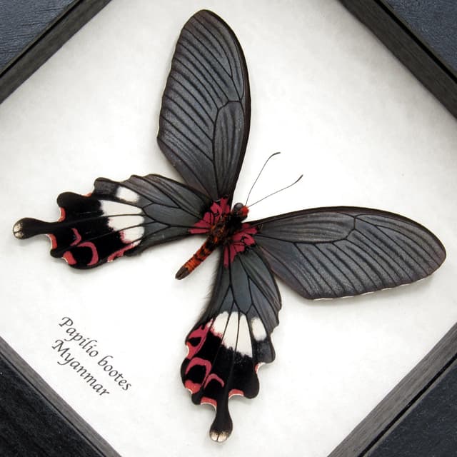 Rare Tailed Redbreast butterfly framed taxidermy - Papilio bootes